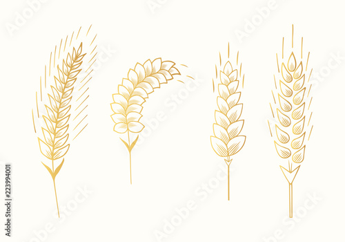 Gold ears of barley, malt, wheat, rye. Grain cereal crop for bread and beer. Vector isolated illustration.