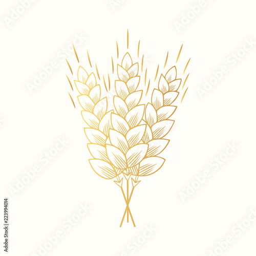 Golden sketch of malt, barley, wheat ears. Icon template. Grain cereal for beer making. Vector isolated illustration. 