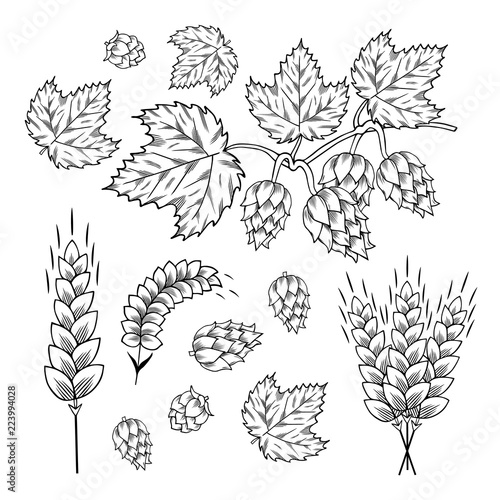 Malt, barley, wheat ear and hop plant with leaves on branch sketches. Engraving style. Beer ingredients. Vector isolated illustration.