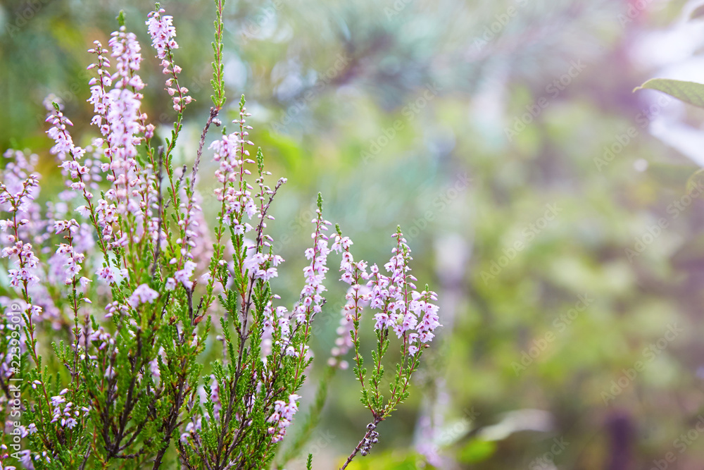 Bunch of purple scotch heather (Calluna vulgaris, erica, ling