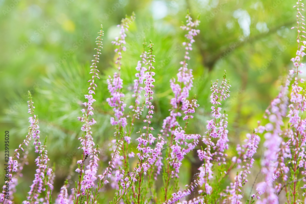 Bouquet of Purple Scotch Heather Bush Calluna Vulgaris, Erica