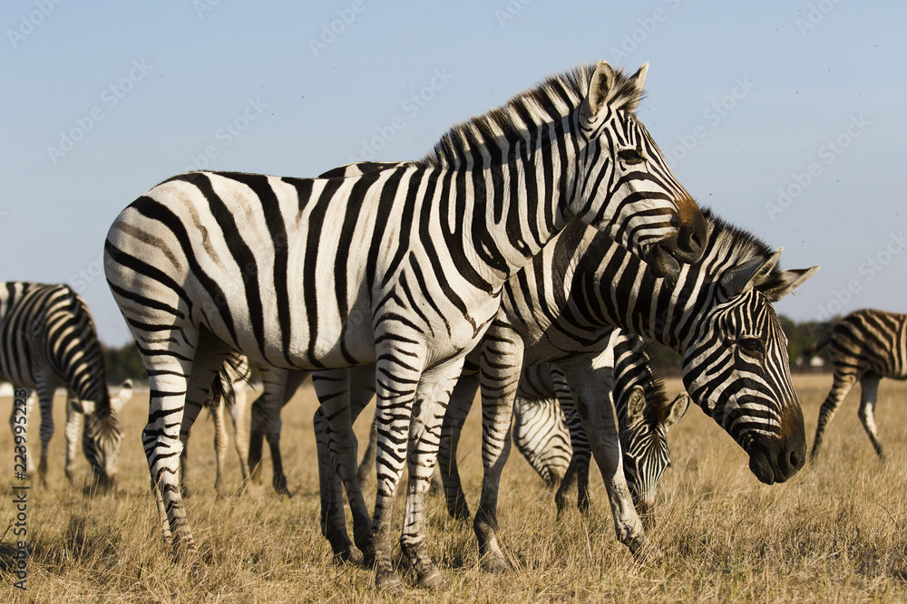 Obraz premium herd of zebras walking across the savannah
