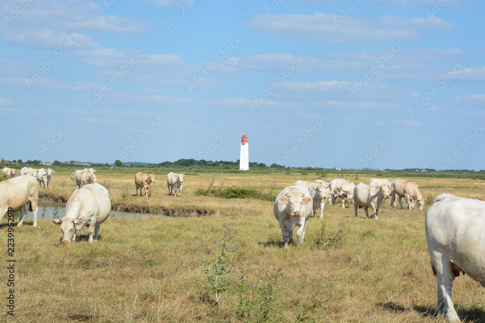 Fototapeta premium vaches