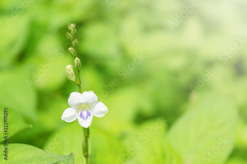 White flower in the garden