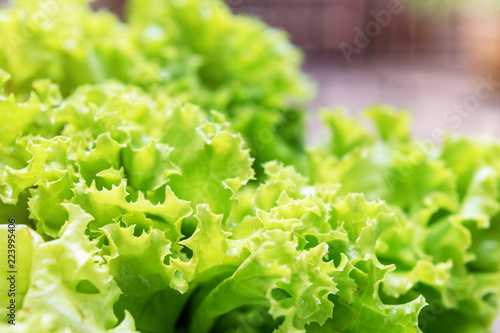 Fresh Lettuce