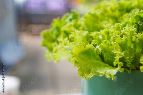 Fresh Lettuce