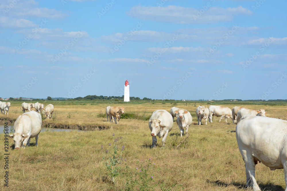 Obraz premium vaches