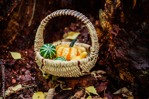 Thanksgiving Background with  top view close up orange pumpkin in the basket and leaves on wood. Thanksgiving Day autumn Card. Flat lay.Space for text.Focus concept