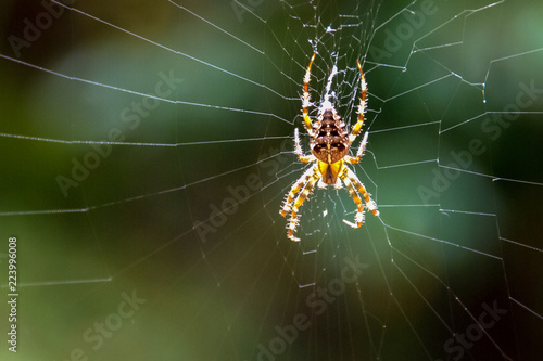 An European Garden Spider sits quietly in its web waiting for its prey