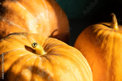 Large pumpkins close-up, with beautiful sunlight and dark background, organic farm food, halloween and harvest concept