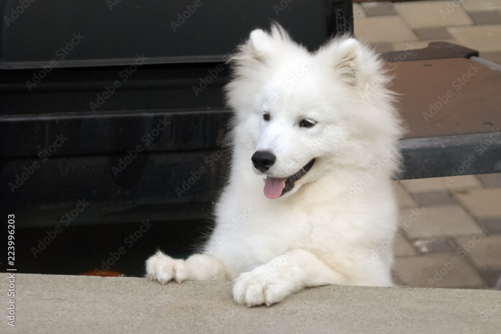 Nice Samoyed pup. The Samoyed is a large herding dog and takes its name from the Samoyedic peoples of Siberia. These nomadic reindeer herders bred the fluffy white dogs to help with the herding.