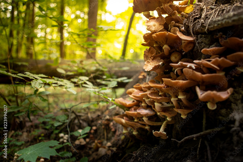 Mushrooms in the autumn forest. Wild forest, yellow leaves. Mushrooms in the autumn forest. Wild forest, yellow leaves.