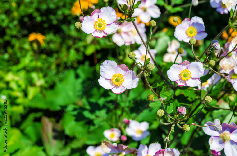 Anemone hupehensis, Chinese or Japanese anemones, thimbleweed, or windflower, flowering herbaceous perennials in the Ranunculaceae family. Anemone hupehensis, Chinese or Japanese anemones, thimbleweed, or windflower, flowering herbaceous perennials in the Ranunculaceae family.