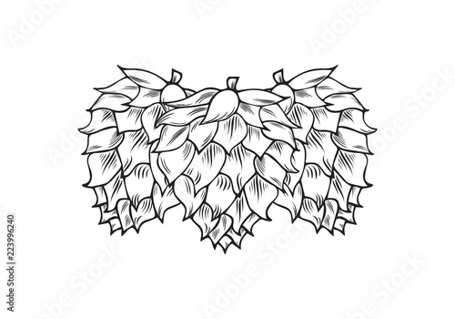 Hand drawn sketch of hop cone. Icon template. Humulus for beer making. Vector isolated illustration. 