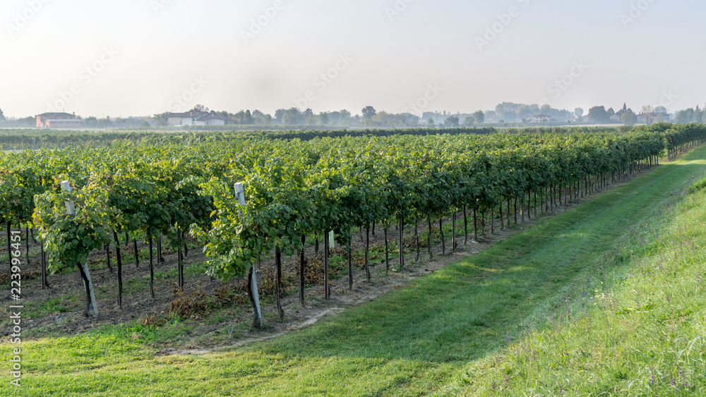 Sunrise with a bit of haze among the rows of a vineyard in the countryside near Padova