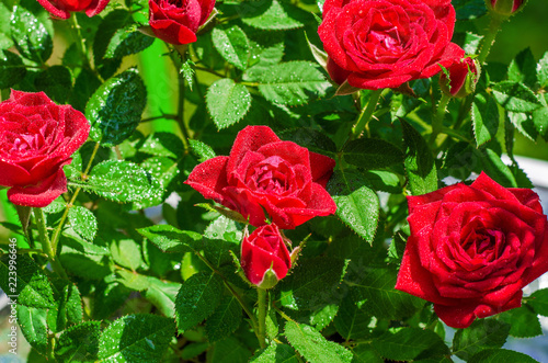 Decorative red roses in a pot  drops of water  spraying