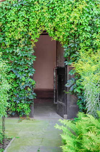 Entrance to the house, doors overgrown with wild grapes, green leaves
