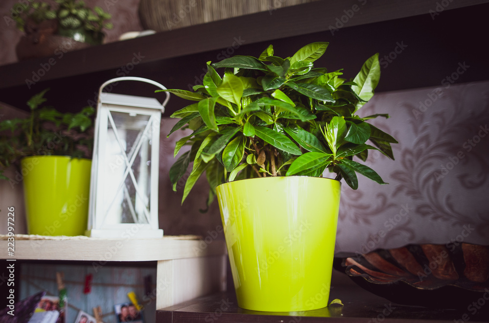Stylish room interior with Decorative green houseplant Stylish room interior with Decorative green houseplant