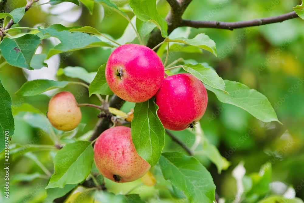 Apples on a branch. Apples on a tree in garden close up Apples on a branch. Apples on a tree in garden close up
