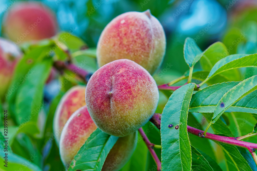 Sweet peach fruits growing on peach tree branch Sweet peach fruits growing on peach tree branch