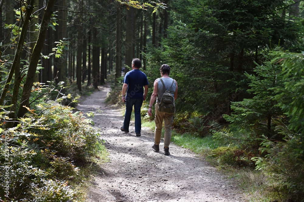 Fototapeta premium wandern im Harz 