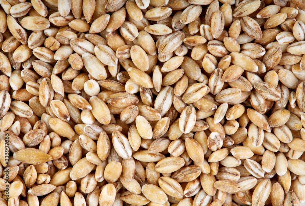 Background of winter wheat kernels. Wheat grain as background texture. Processed organic wheat grains as agricultural background. Background of winter wheat kernels. Wheat grain as background texture. Processed organic wheat grains as agricultural background.