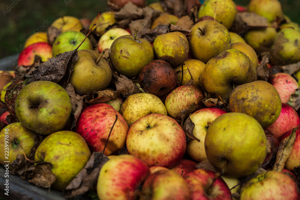 Natur, Obstgarten, Äpfel, Fallobst, bunte, knackige Äpfel in Schubkarre