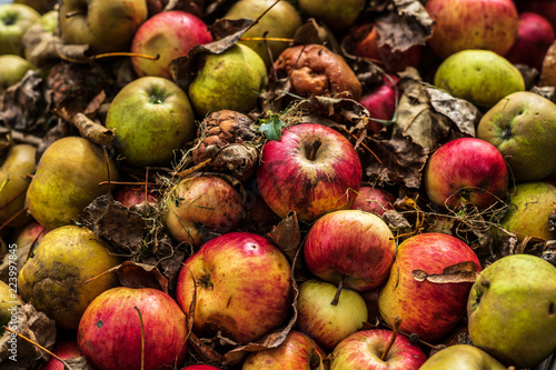 Natur, Obst, Äpfel, Apfelernte, Fallobst, bunte, knackige Äpfel in Schubkarre photo