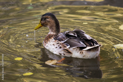 duck swims in the water