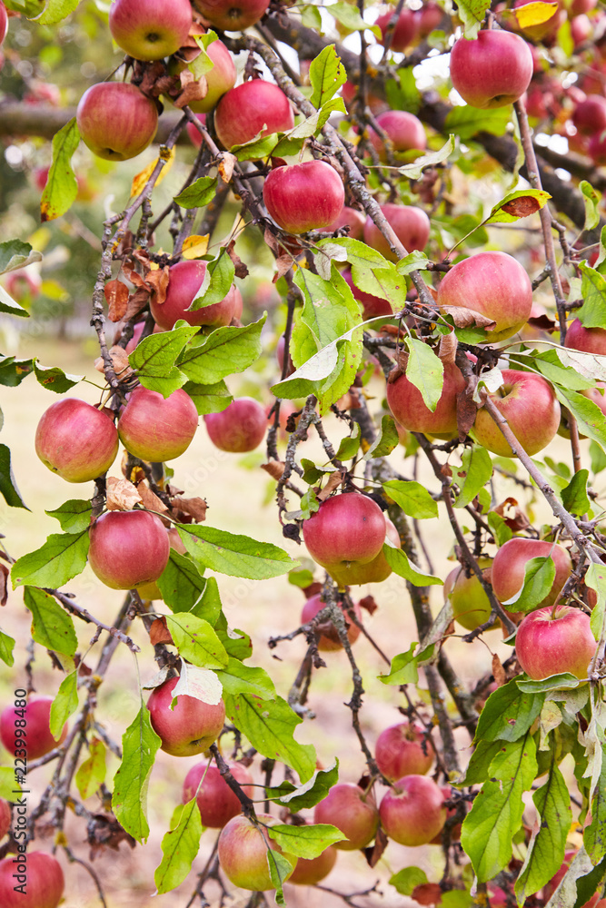Plenty of red ripe apples growing in the garden Plenty of red ripe apples growing in the garden