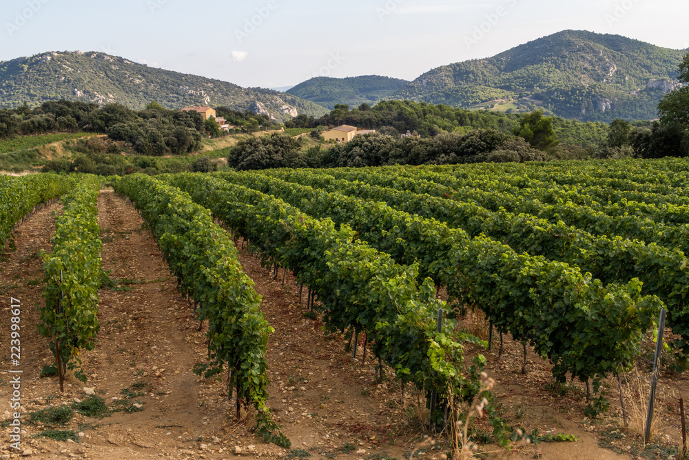 Vineyard in the hills of Provence, France
