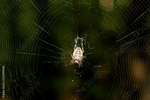 Kreuzspinne, Spinnennetz