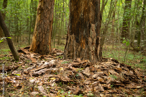 Damaged trees beetle bark beetle. Trees with damaged bark in the forest.