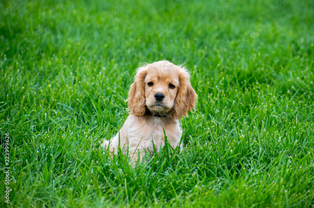 Puppy Cocker Spaniel Sitting In Green Grass