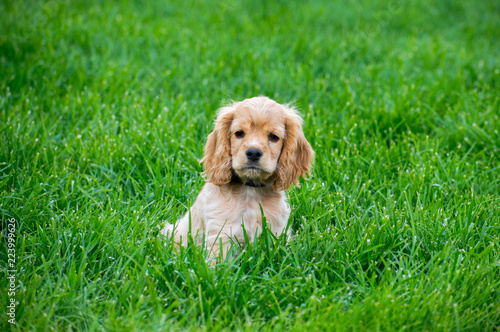 Puppy Cocker Spaniel Sitting In Green Grass