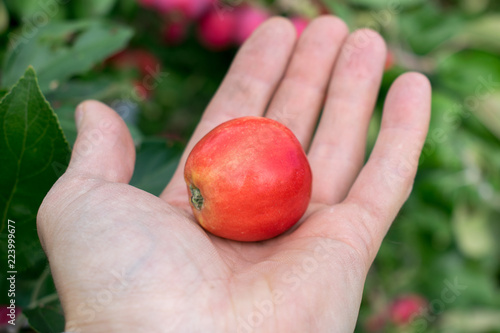 Red apple on the palm of a hand