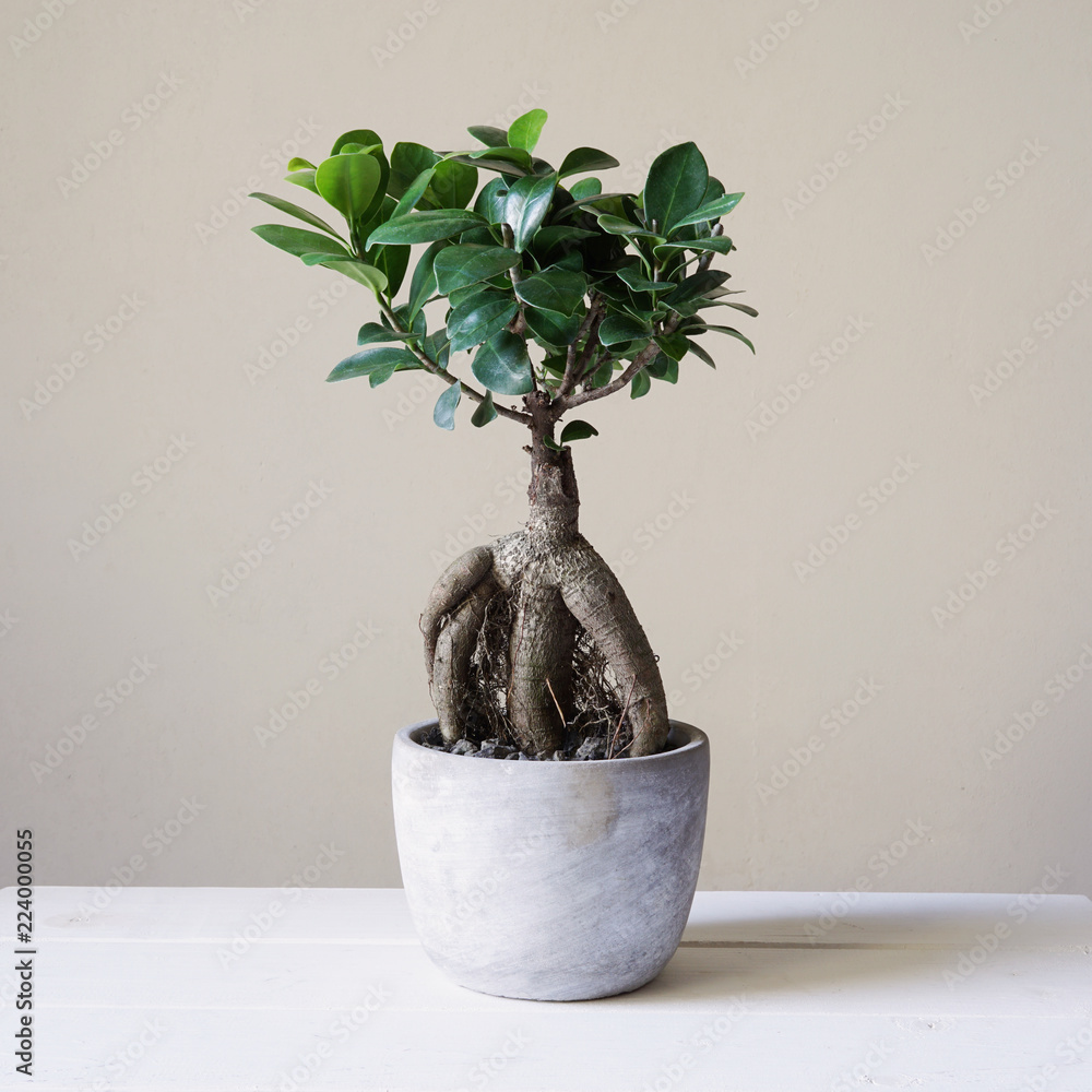 Ταπετσαρία bonsai ginseng or ficus retusa also known as banyan or chinese fig tree
