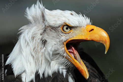 Close up of an American Bald Eagle calling on a windy day