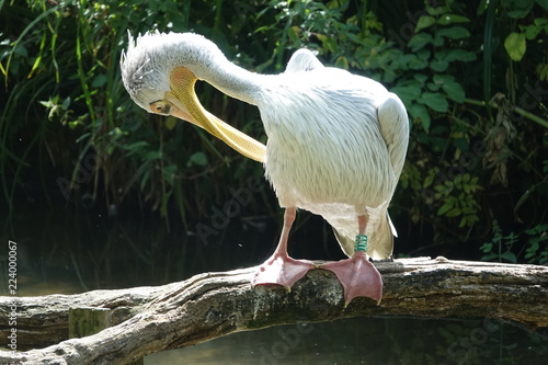 Pelican