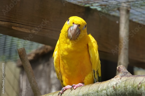 Yellow Parrot