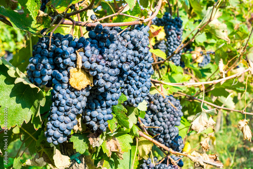 Shot of a Friularo bunch of grapes hanging from the vine plant. This grapes can be used for both red and white wines. 
