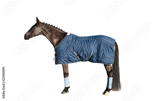 Horse in a blanket isolated