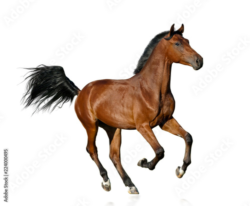 Bay saddle stallion isolated photo