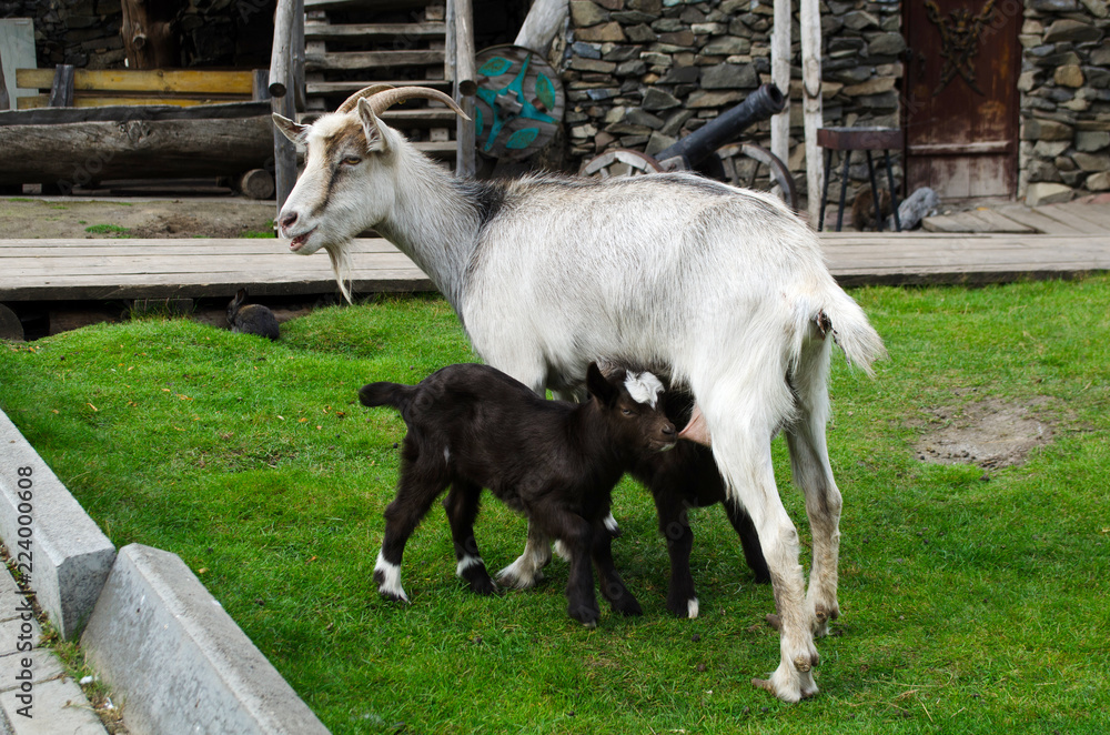 Obraz premium goat feeds little goats