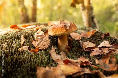 Mushrooms in the autumn forest. Wild forest, yellow leaves.