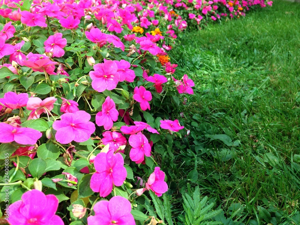 Green city life, pink flowers 