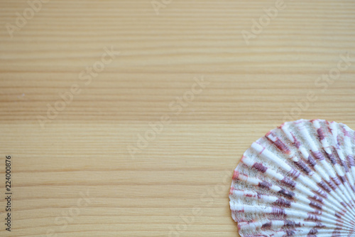 Wooden background with sea shells close up