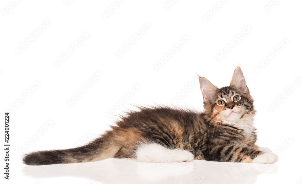 Maine Coon kitten Maine Coon kitten