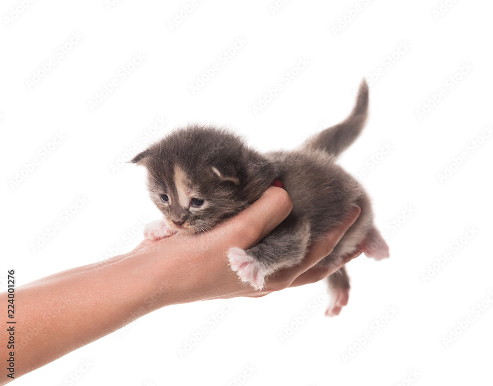 Obraz premium Maine Coon kitten