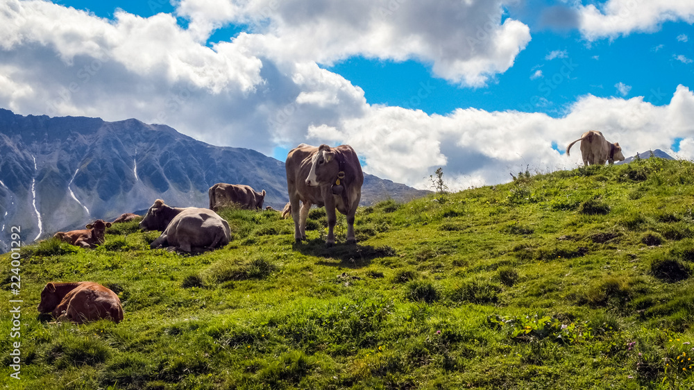 Obraz premium Near the village of Mustair, the Ofenpass and the Swiss National Parc (Graubunden, Switzerland), cows are grazing in the green fields surrounded by gorgeous mountains.